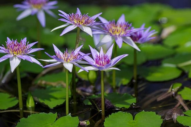 Floating Blue Lotus Water Garden