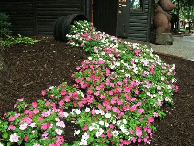 Cascading Pink Blooms Container Plant
