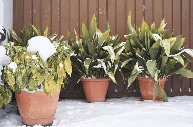Glossy Greens All Winter