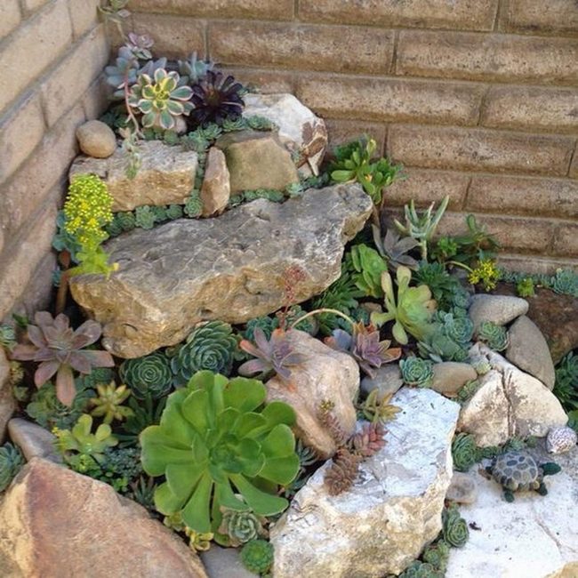 Purple And Green Succulent Garden