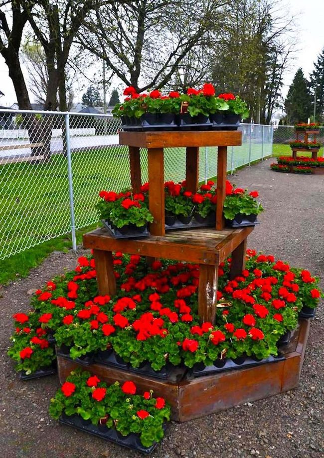 Red Geraniums On Wooden Tiers
