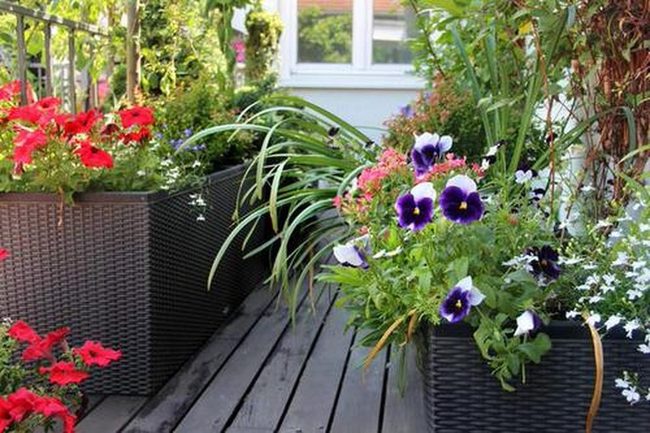 Year-Round Balcony Blooms
