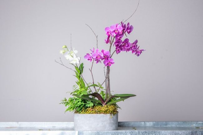 Orchids In Mixed Ceramic Heights