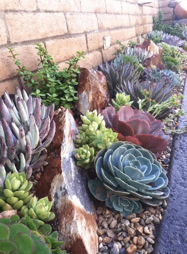 Jewel-Toned Succulents Against Warm Brick