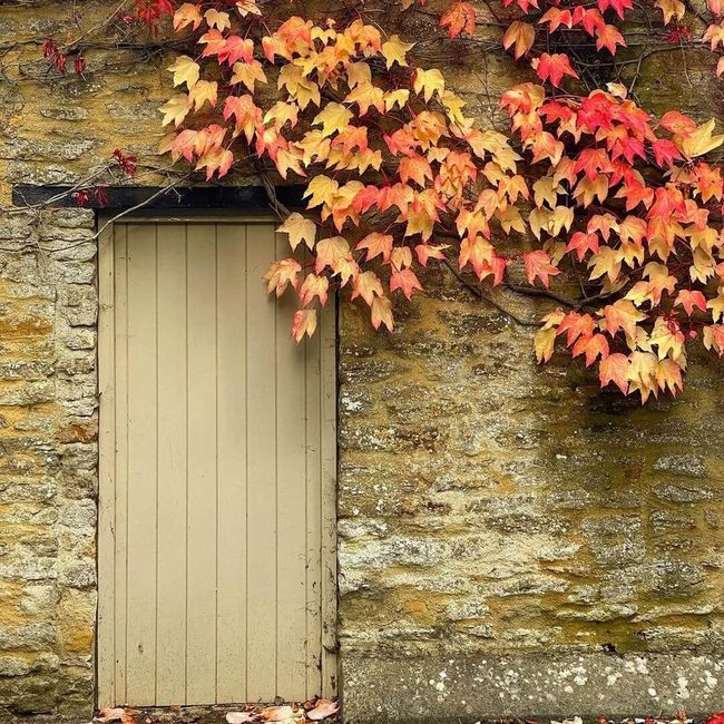 Autumn Leaves Through Weathered Wood