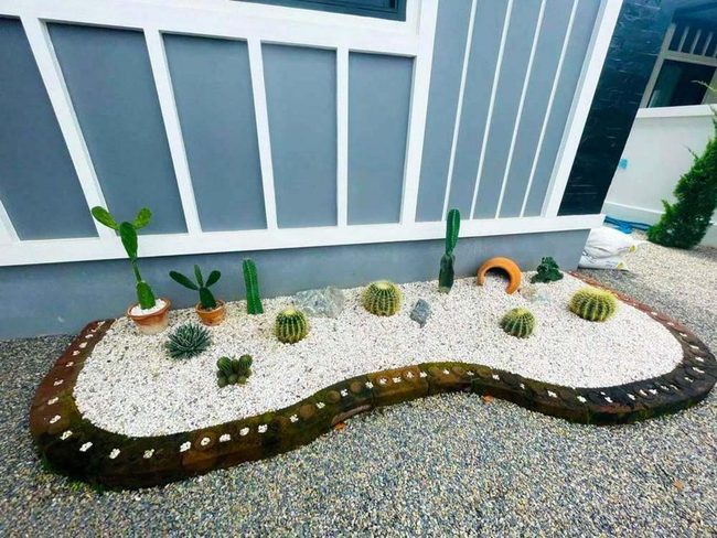 Desert Cacti With White Pebbles