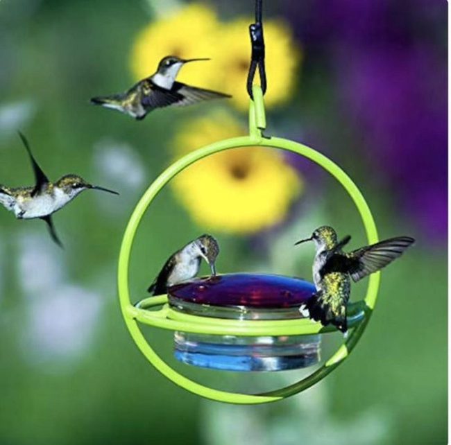Red Feeders, Shimmering Wings