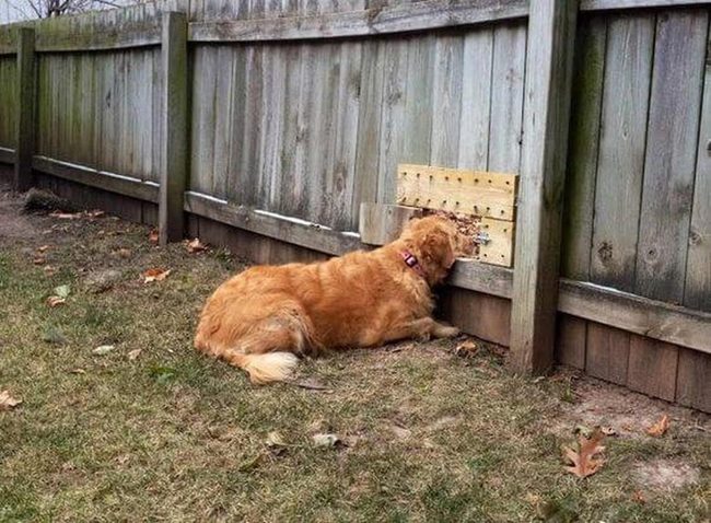 Dog Exploration Zone With Wooden Walls