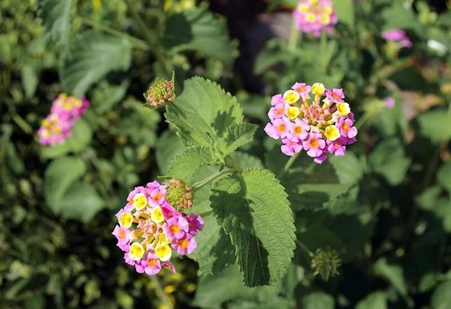 Rainbow Clusters, Low Maintenance Beauty