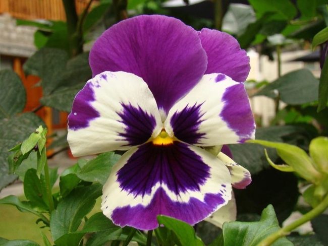Colorful Pansies Edible Garden Flowers