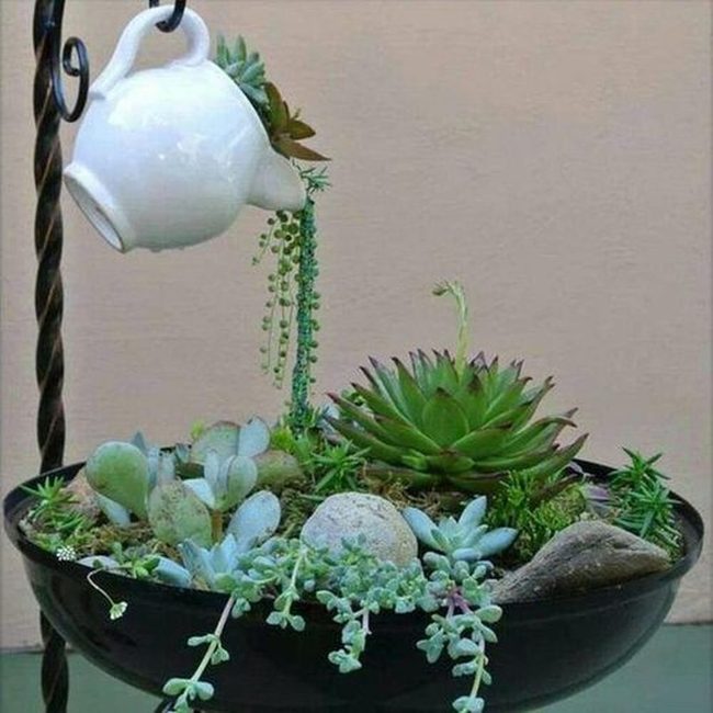 Vintage Kettles, Living Succulents