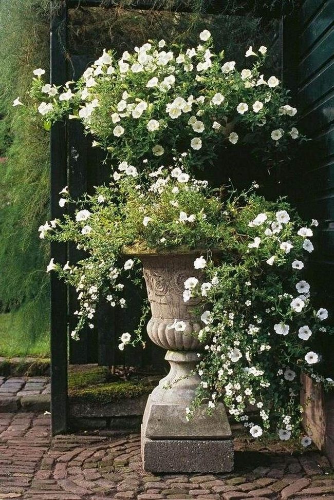 White Petunias Overflow From Tall Urn