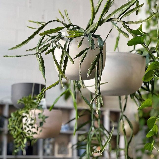 Cascading Green Spheres Above