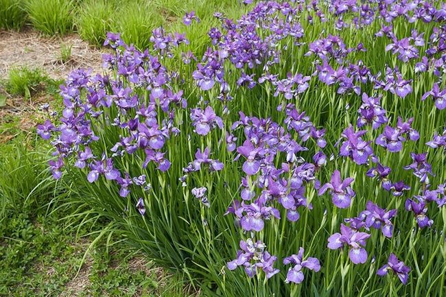 Wine-Red Iris Garden Statement