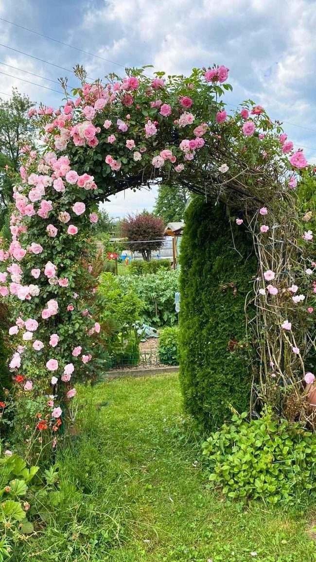 Pink Roses Frame Outdoor Entrance