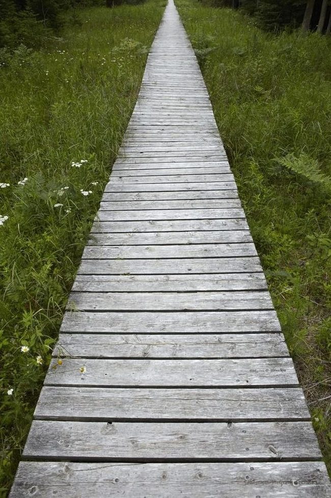 Weathered Wood Through Green Fields