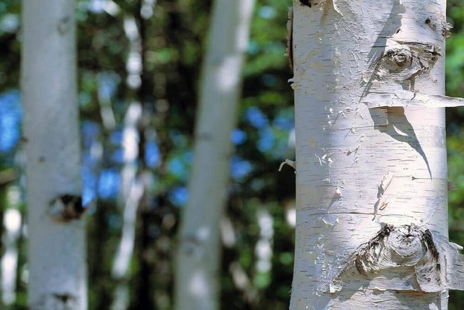 White Bark Towers With Spring Catkins