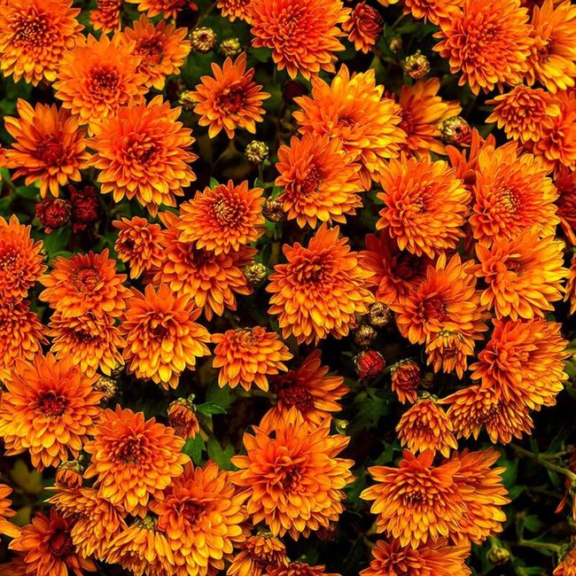 Autumn Mums In Radiant Jewel Tones