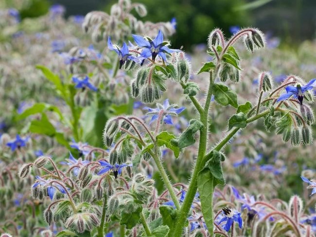 Blue Borage Blooms For Pollinators