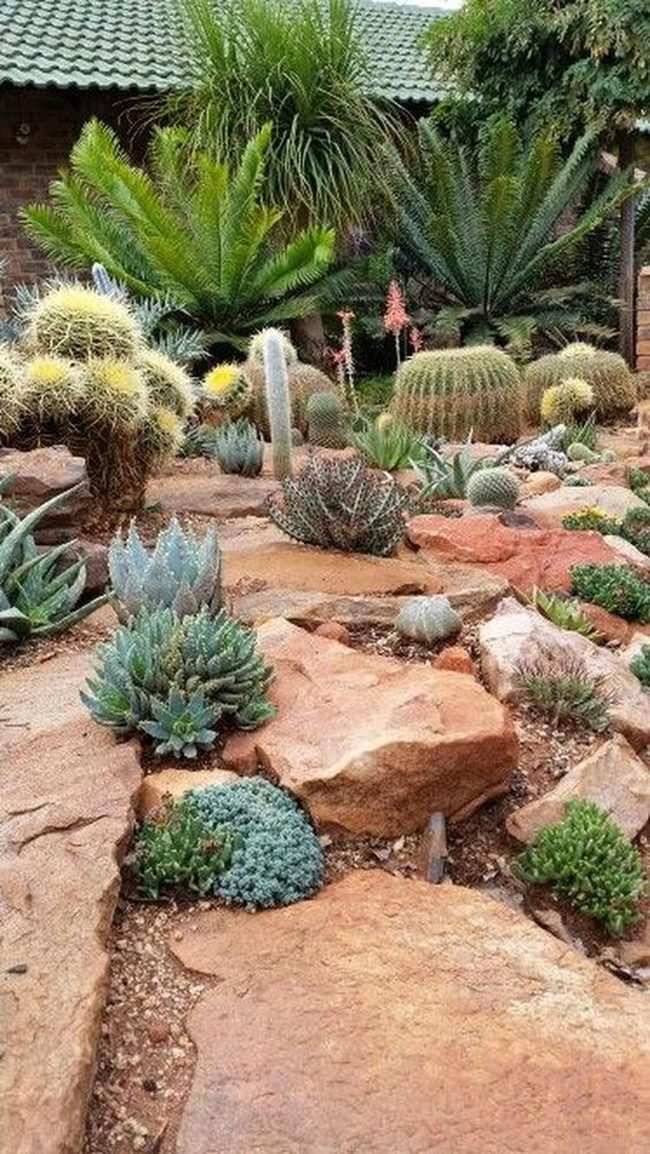Yellow Blooms Desert Rock Garden