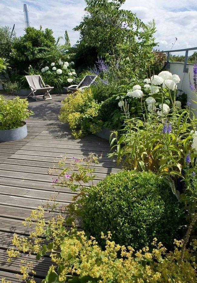 Tall Blooms Above Spreading Green Carpet