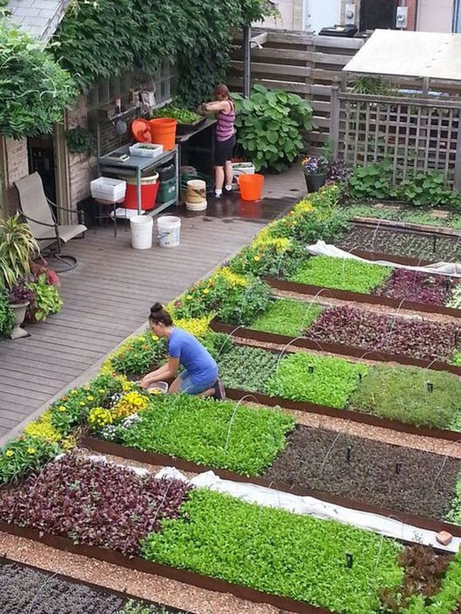 Fresh Herbs, Zero Effort Gardening