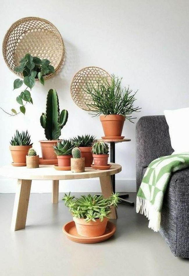 Terracotta Pots Green Plants Table