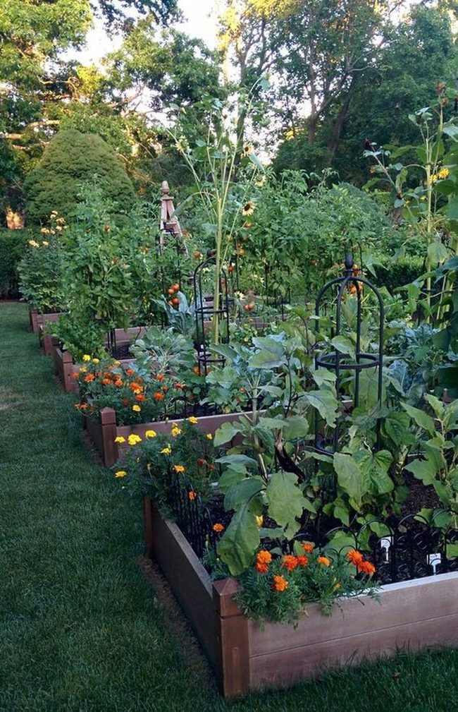 Wooden Beds, Climbing Tomatoes, Marigolds