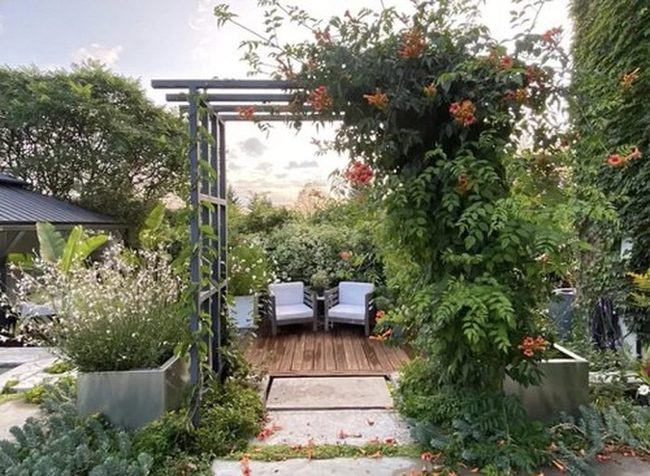 Flowering Vines On Wooden Pergolas