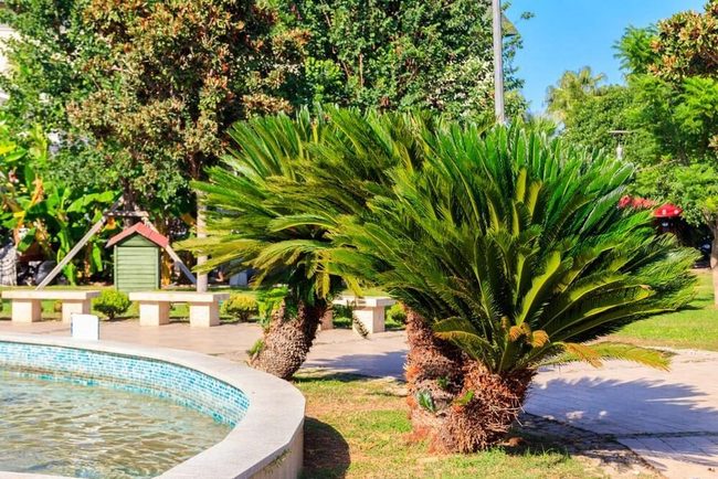 Lush Green Pygmy Date Palms
