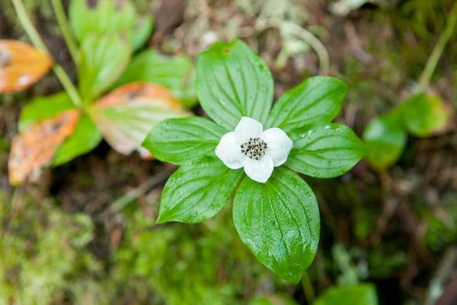Low-Growing White Flowering Ground Cover