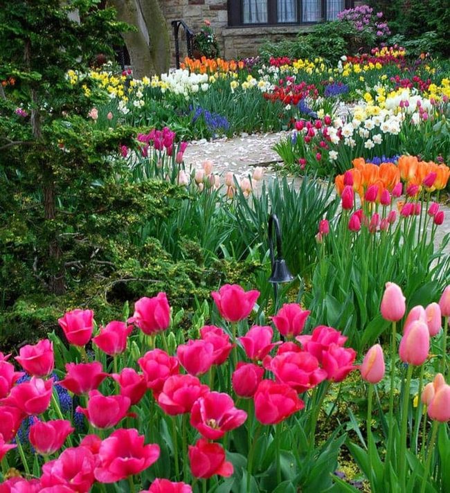 Tulips Line Your Spring Walkway