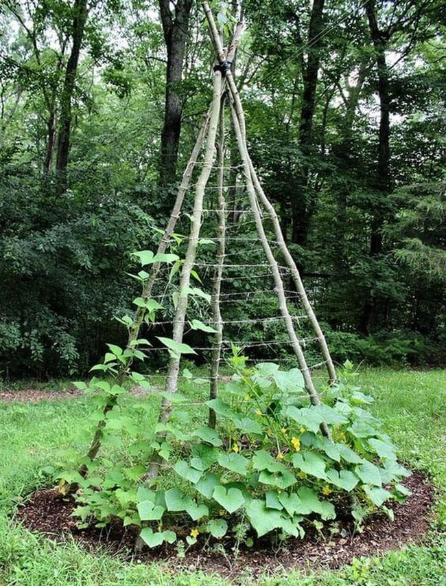 Branch Teepee Garden Trellis