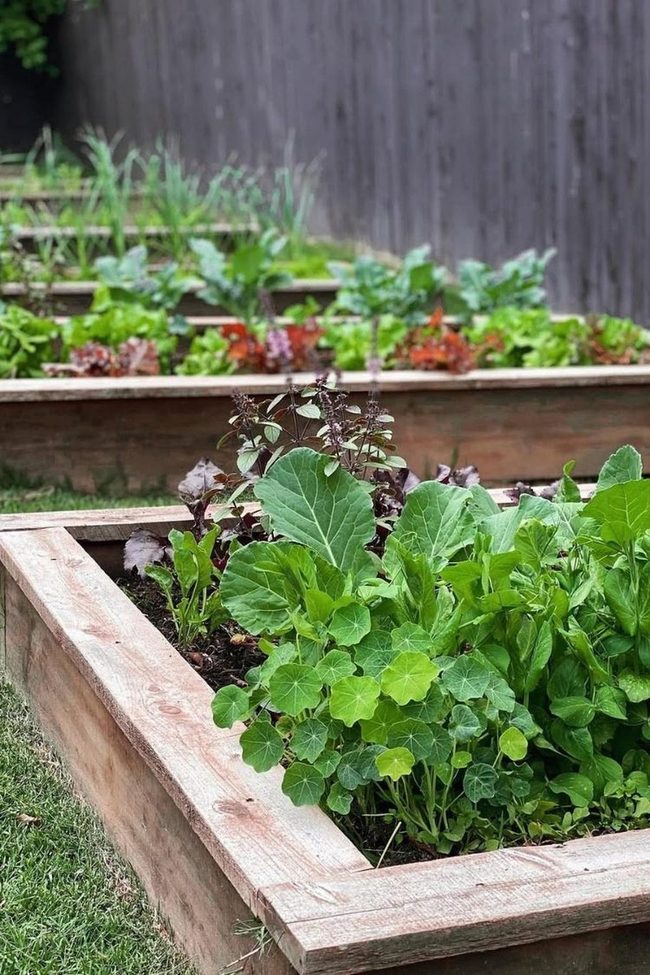 Fresh Homegrown Herbs And Vegetables