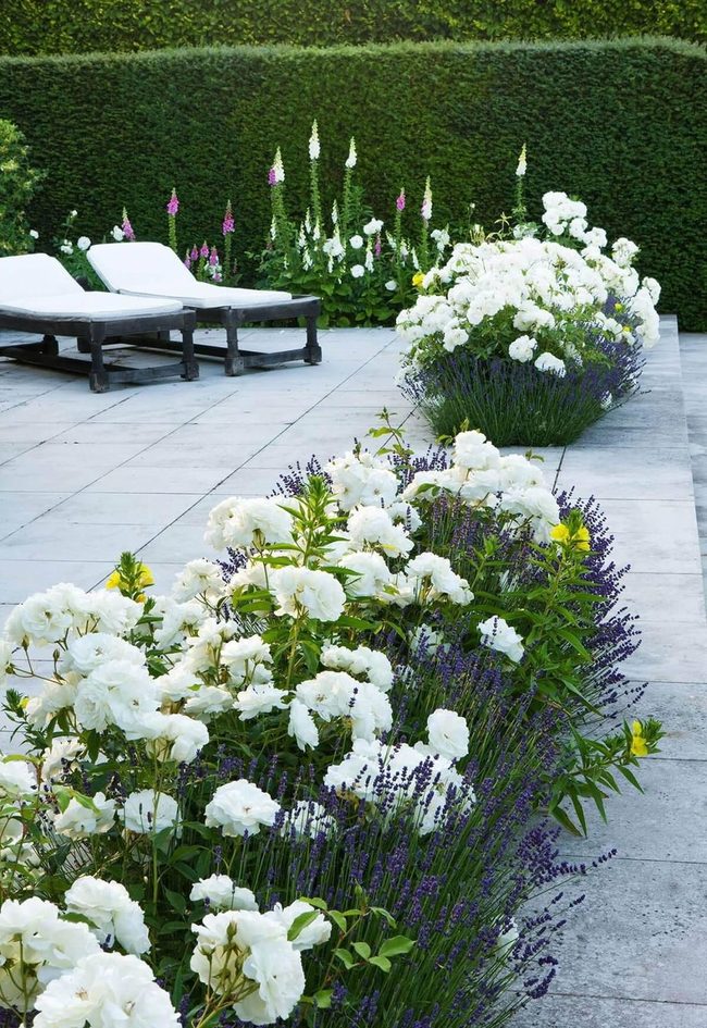 White Roses Purple Lavender Yellow Blooms