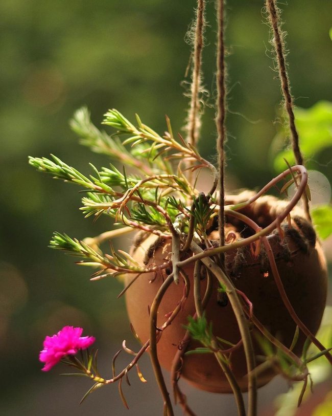 Clay Pot Bird Feeder Twine