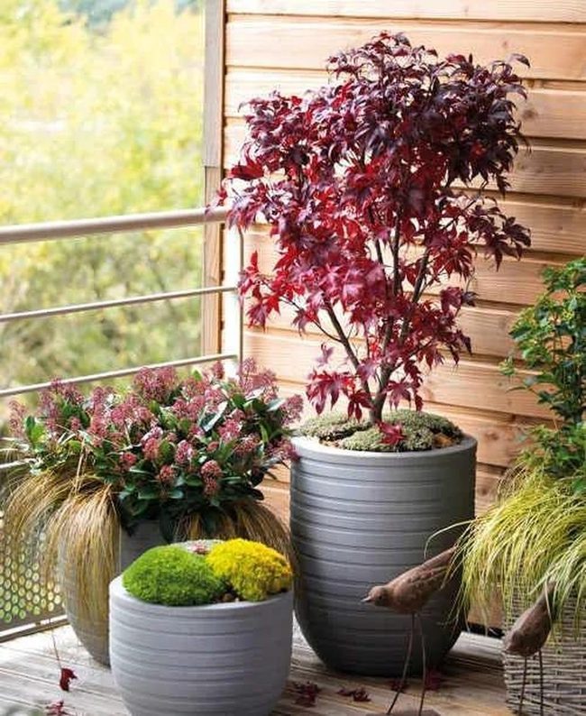 Crimson Maples In Tall Containers