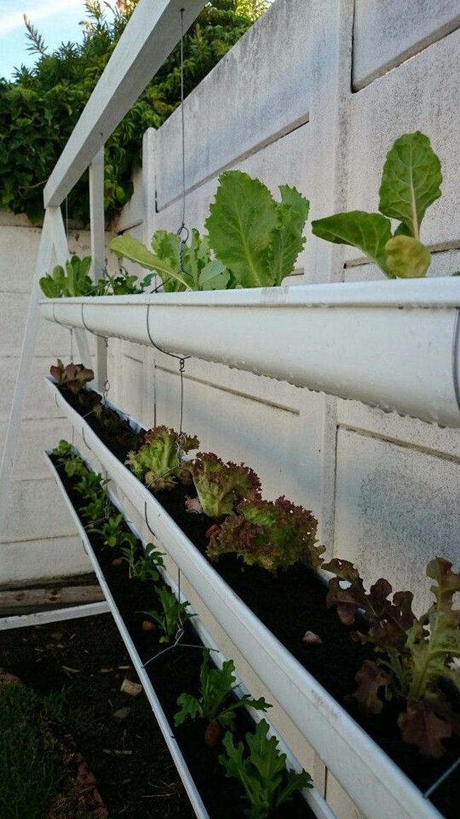Vertical Green Vegetable Wall Garden