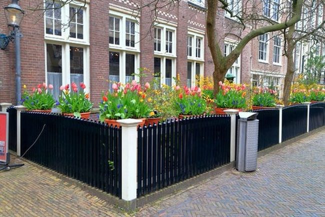 Colorful Tulips Transform Fence Lines