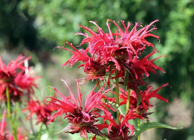 Red Bee Balm Pollinator Power