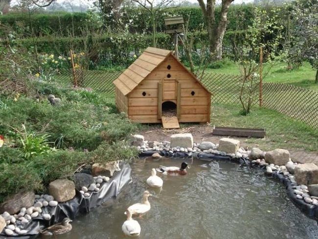 Backyard Duck Pond With Living Water