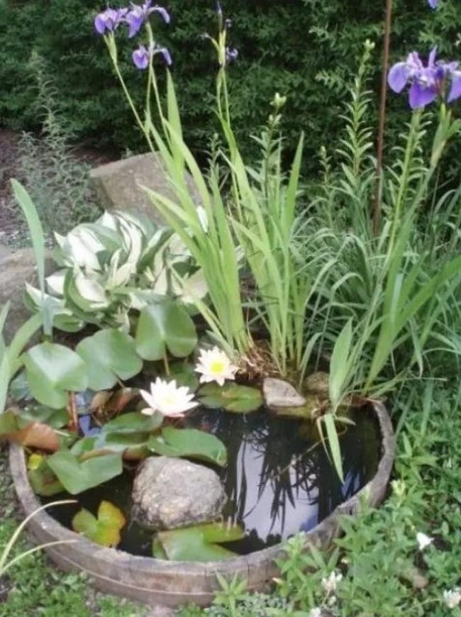 Purple Flowers Meet Floating Pink Lilies