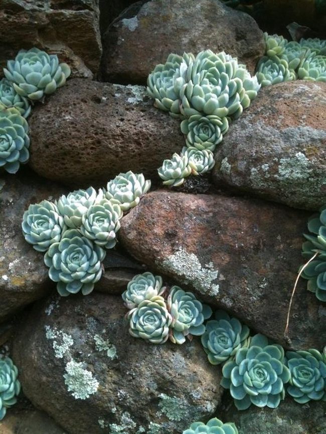 Green Succulents On Stone