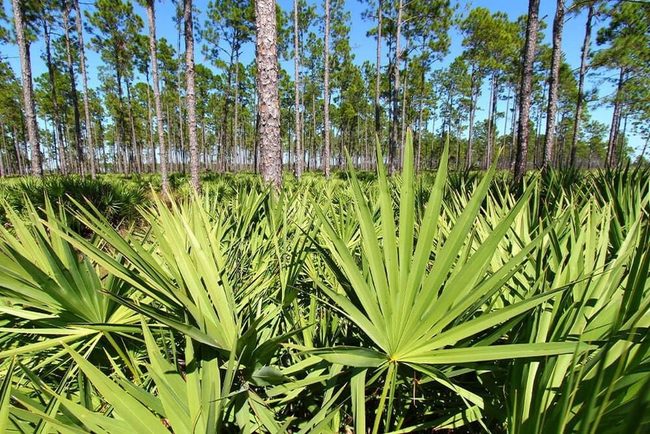 Crosshatch Palmetto Trunk Geometry