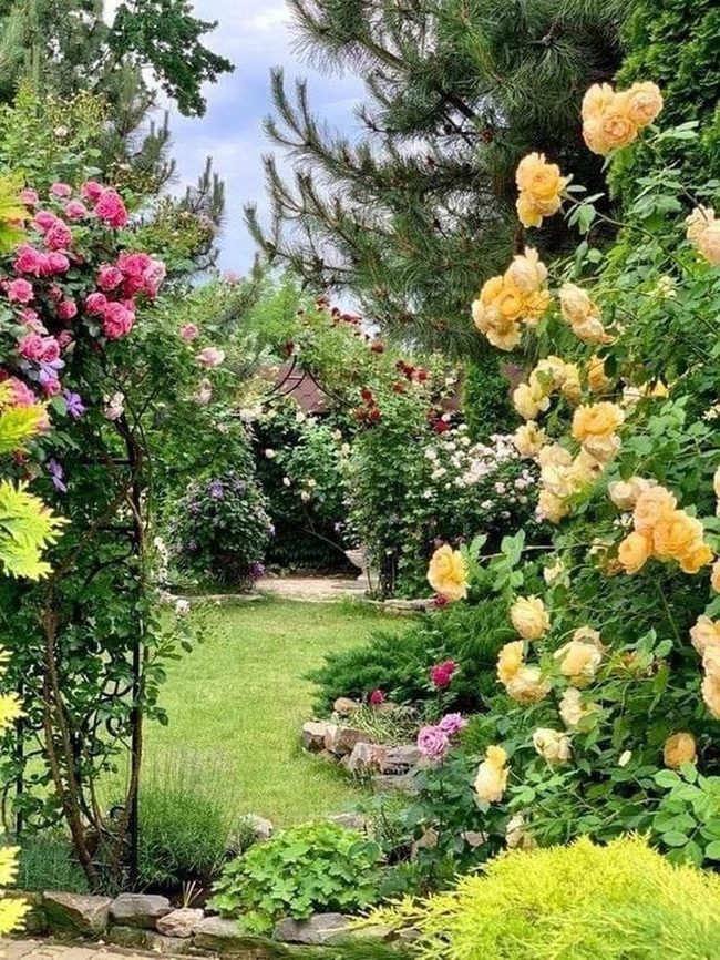Yellow And Pink Roses Garden