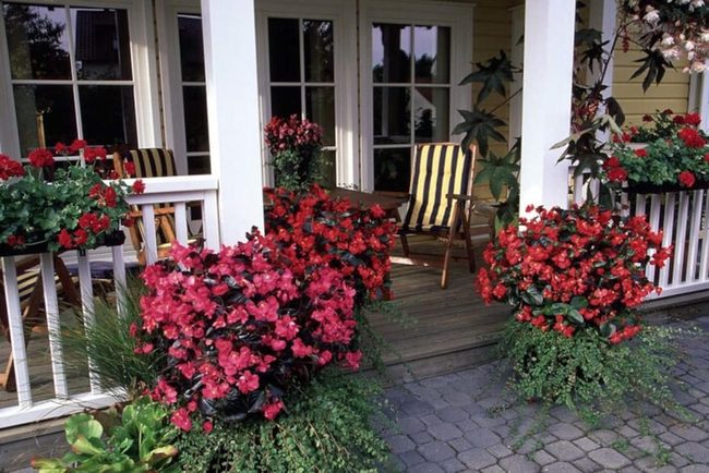 Begonias Red And Green Leaf Drama