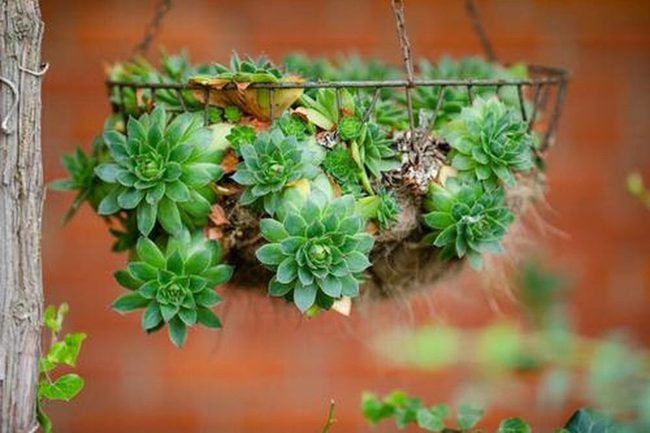 Green Succulents In Metal Baskets