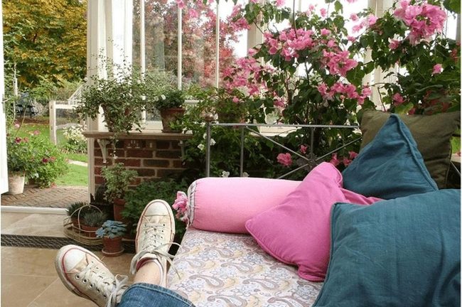 Pink Blooms Through Sunlit Windows