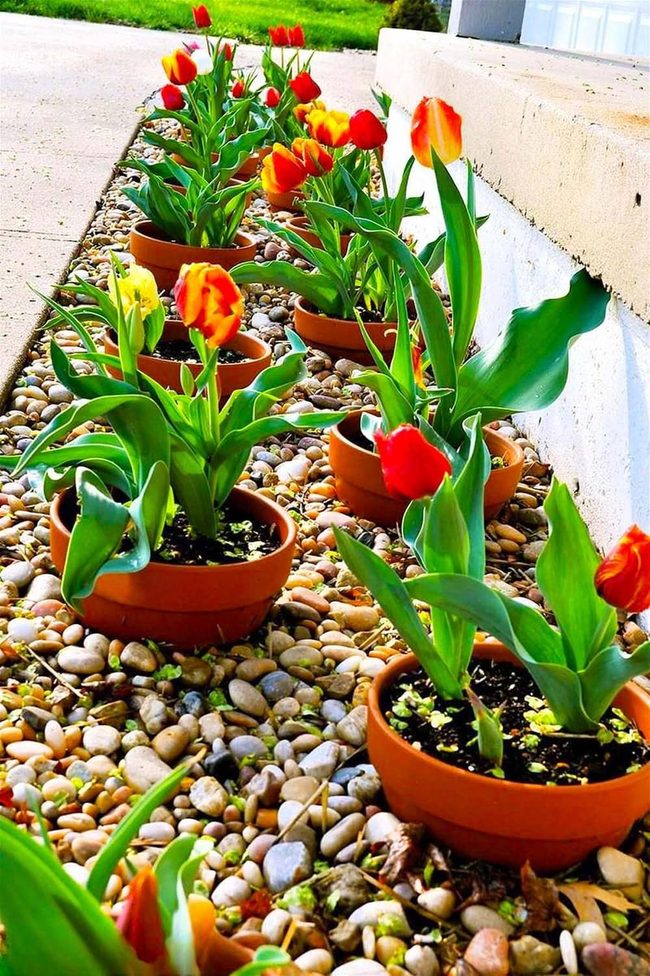 Terracotta Tulips With River Stone Borders