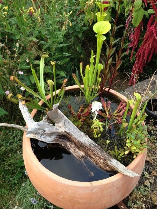 Pitcher Plants And Driftwood In Water